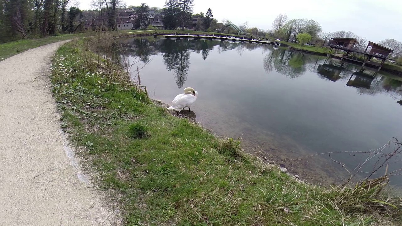 CYGNE CANAL DE SAVIERES CHANAZ RHONE