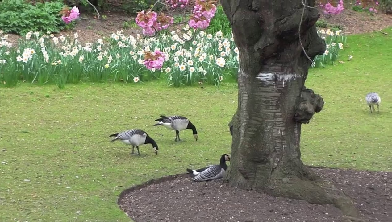 Oiseaux parisiens 2014