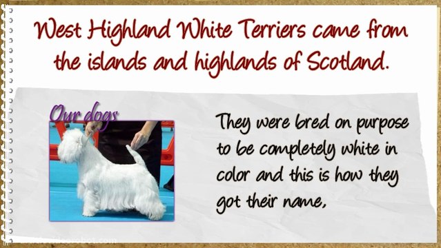 Potty Training West Highland White Terrier Westies!