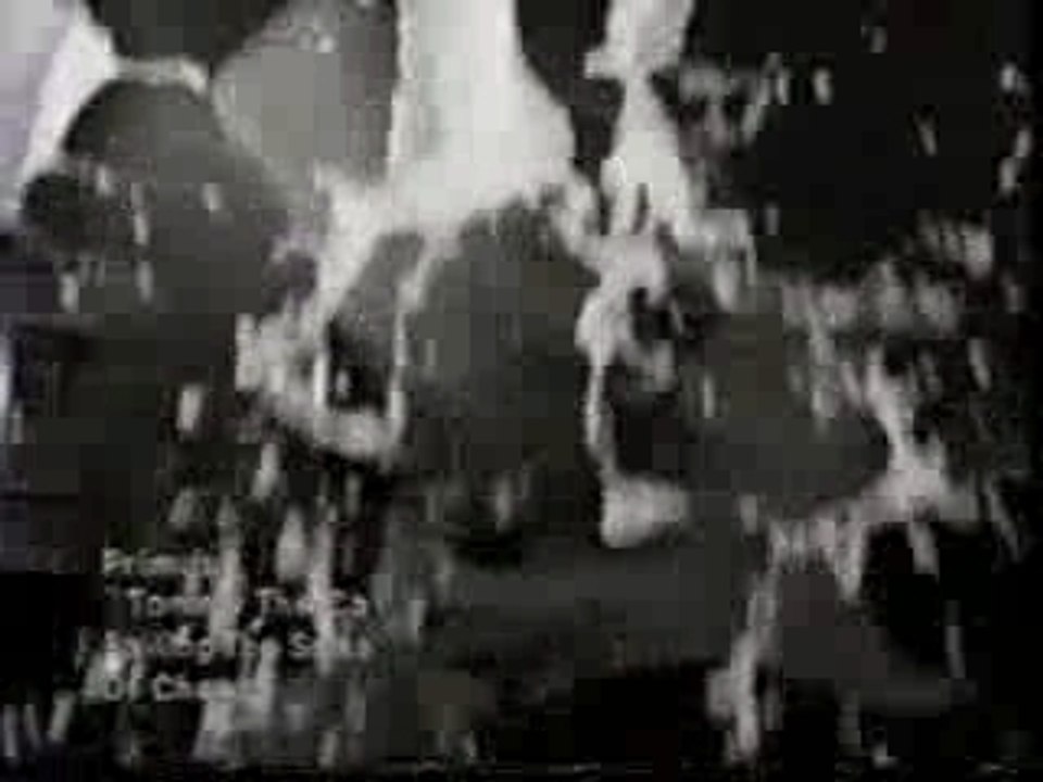 Primus-Tommy The Cat