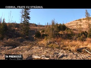 1/2: In premiera: CODRUL, FRATE CU STRAINUL