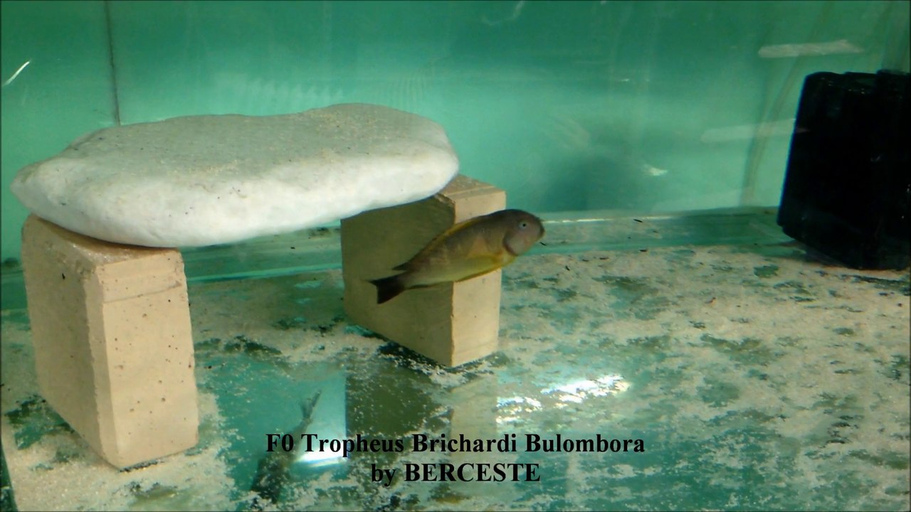 Bulombora.