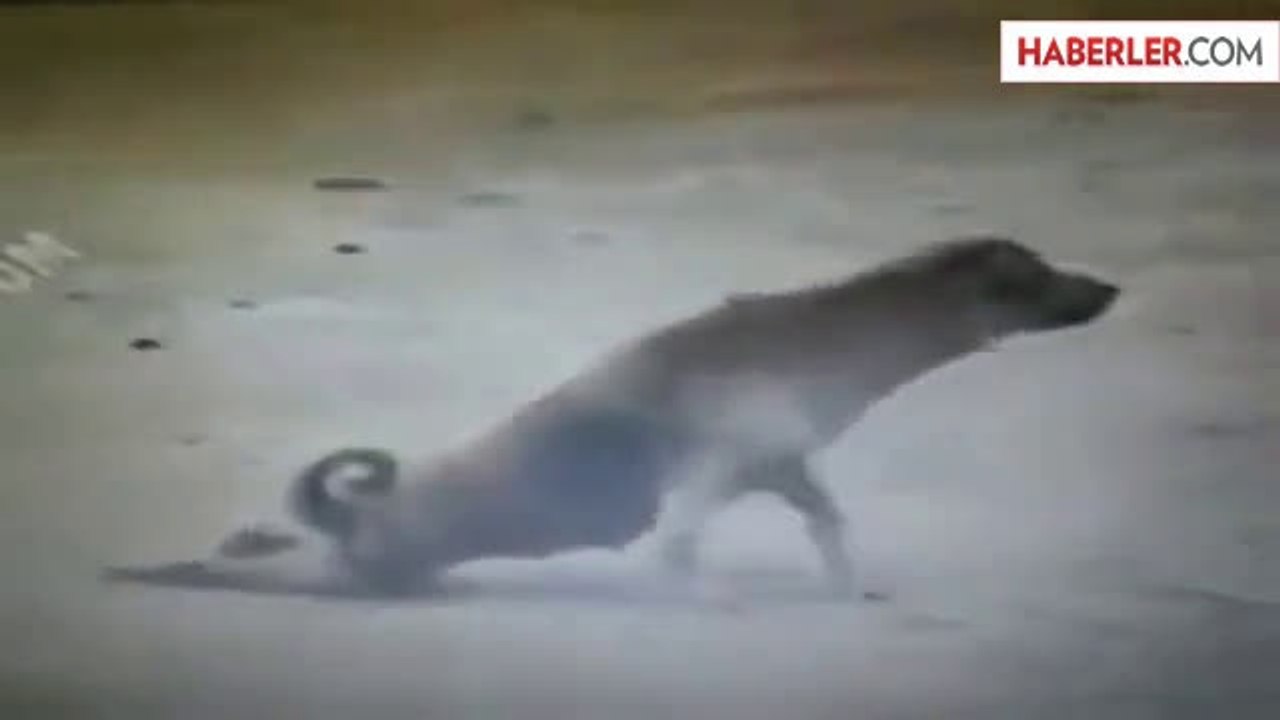 Numaracı Köpek