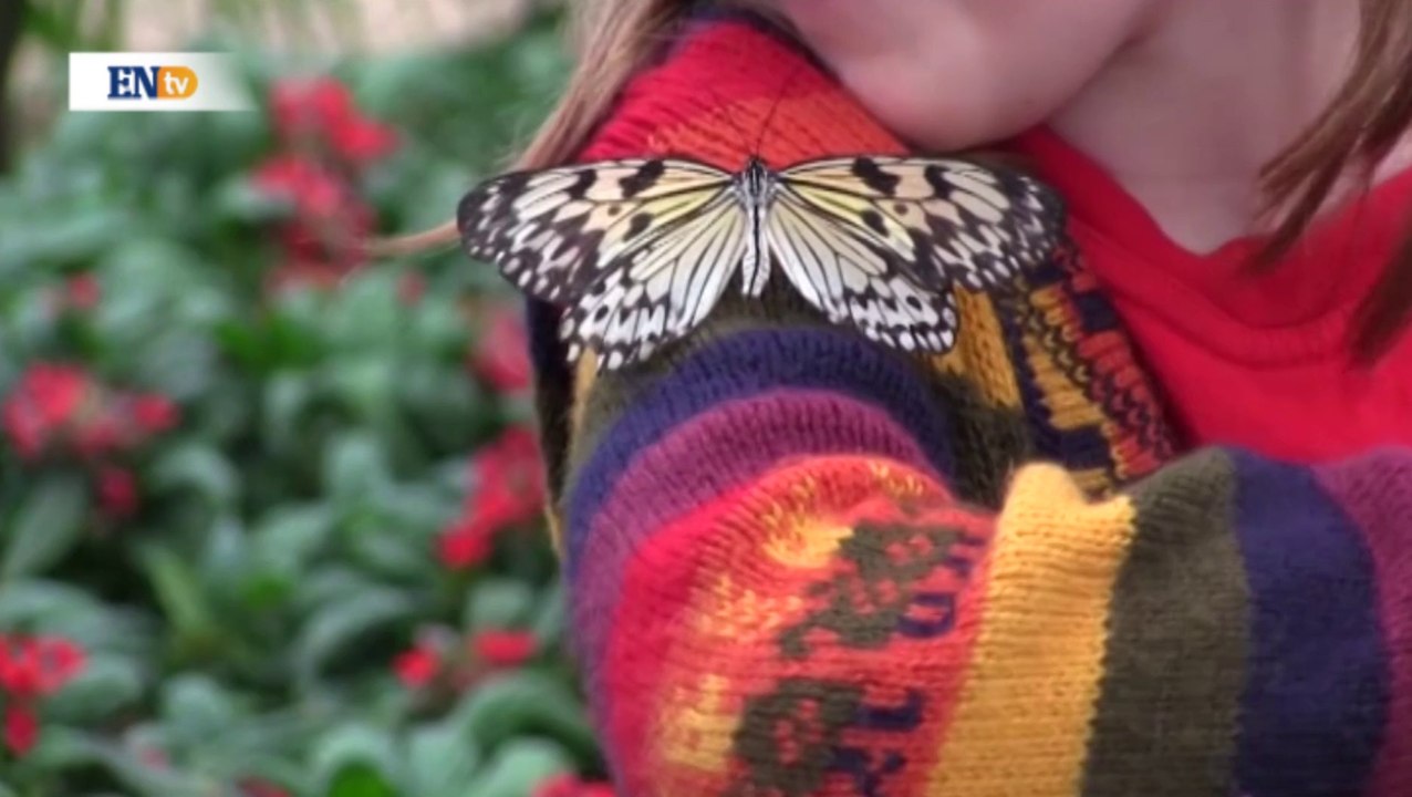 Niños y mariposas celebran la llegada de la primavera en el Museo de Historia Natural de Londres