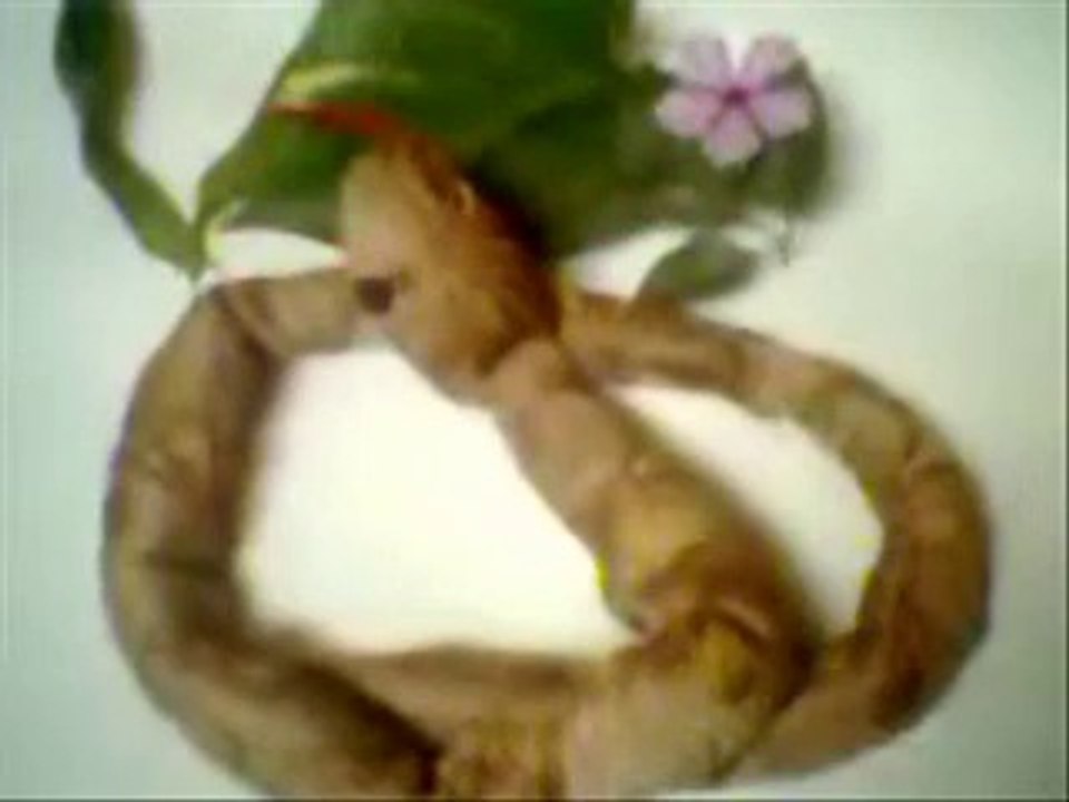 SNAKE