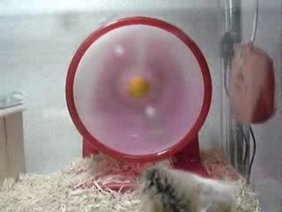 hamster ^^
