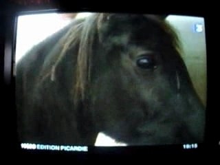 FRANCE3: Le Haras d'Orrouy en 2004 🐴