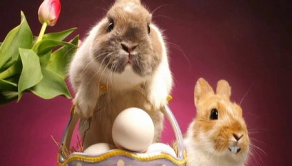 Zajace na Wielkanoc 2014