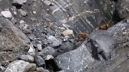 bouquetins dans les encombres ( mamelles de beaune )