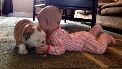 Un jeune bulldog fait des bisous à un bébé! Adorable...