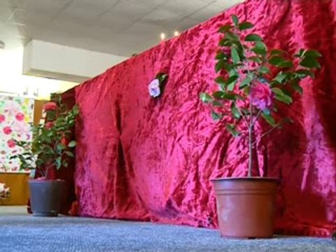 Zapis [Fešta kamelija] 29/3/2014 rtcg.me