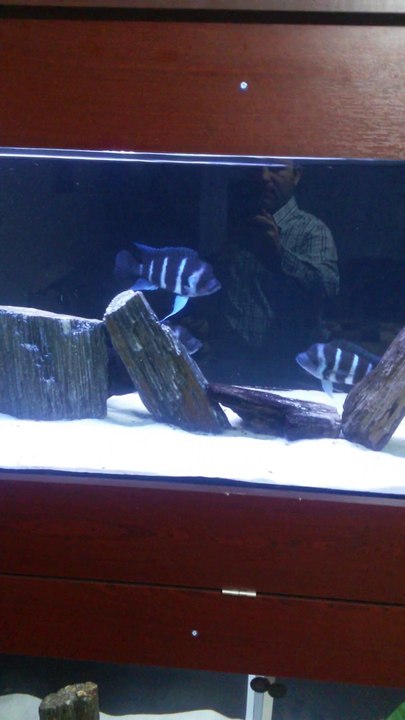 Frontosa Blue Zaire Kitumba