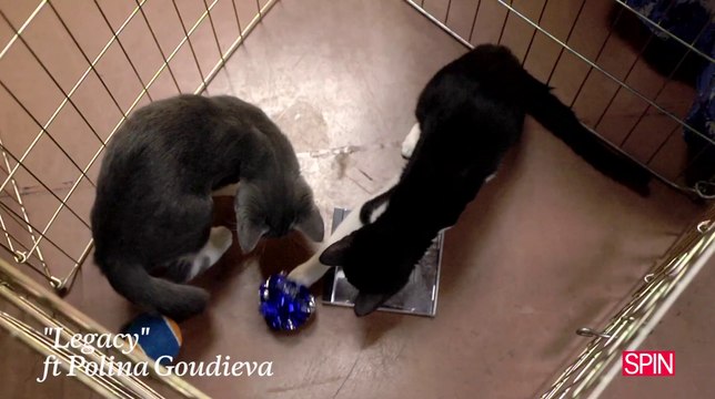 Eminem The Marshall Mathers LP2 + Kittens (The Spin Review)