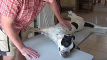 Un pauvre chien complètement paralysé par le tétanos! Impressionnant...