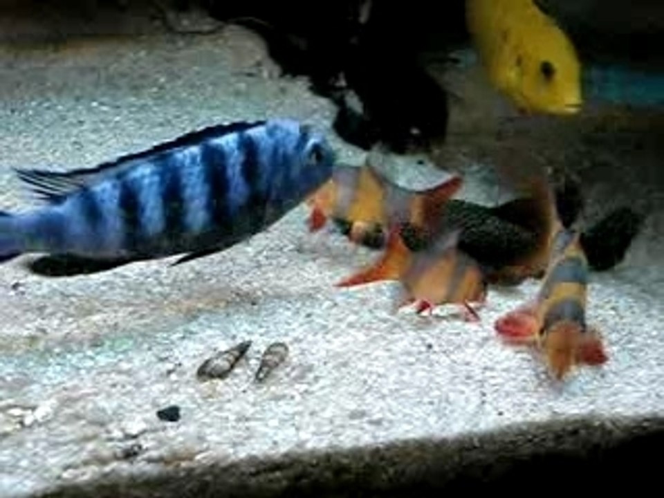 botias