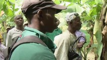 African Stories: los plátanos de Guinea traen bonanza económica y prosperidad | Global 3000