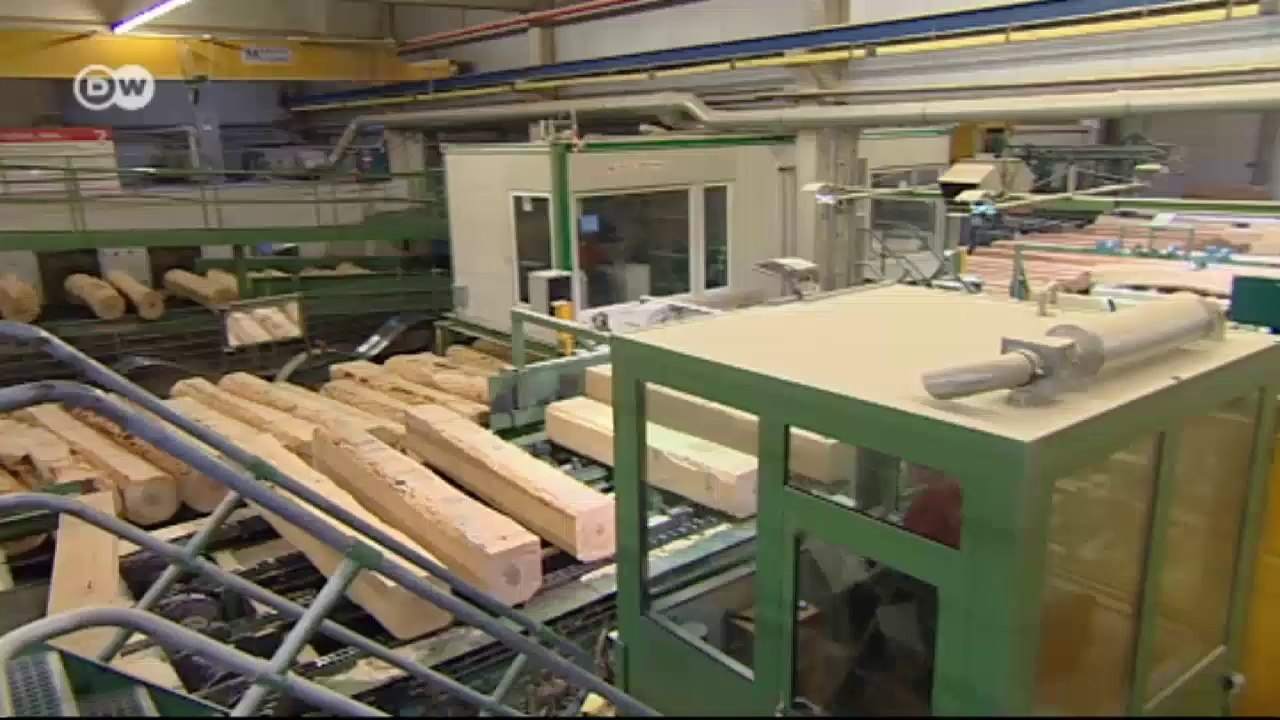 Más caduca en vez de perenne - transformación en los bosques alemanes | Hecho en Alemania