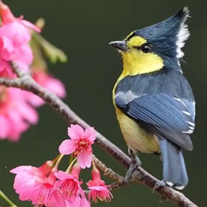 amazing Bird