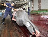 Pêche à la baleine : le Japon dans le collimateur de la justice