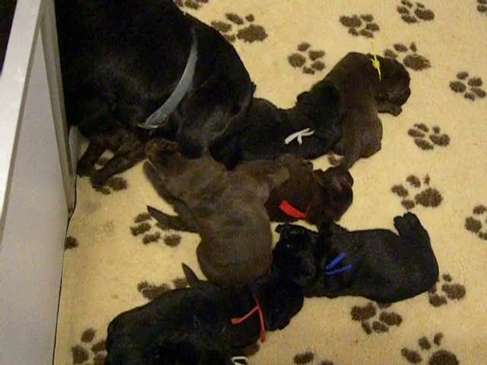 chiots lab 16 jours 1