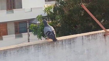 Kissing Birds - Funny Bird  love