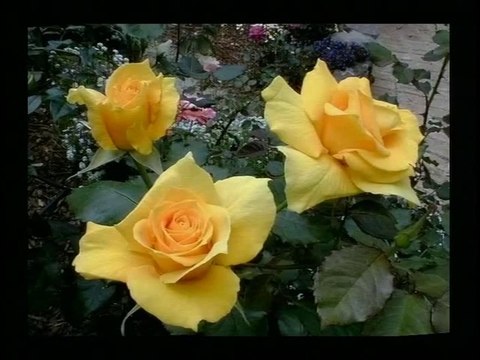 ÇOK ÖZLEDİM - GRUP DEVRAN KAYSERİ İLAHİ GRUBU