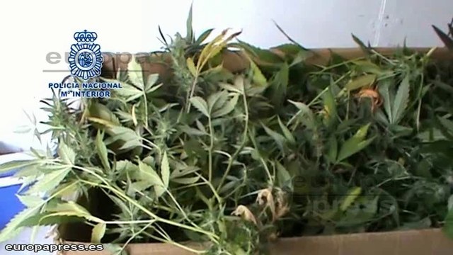 Incautan 70 kilos de cogollos de marihuana