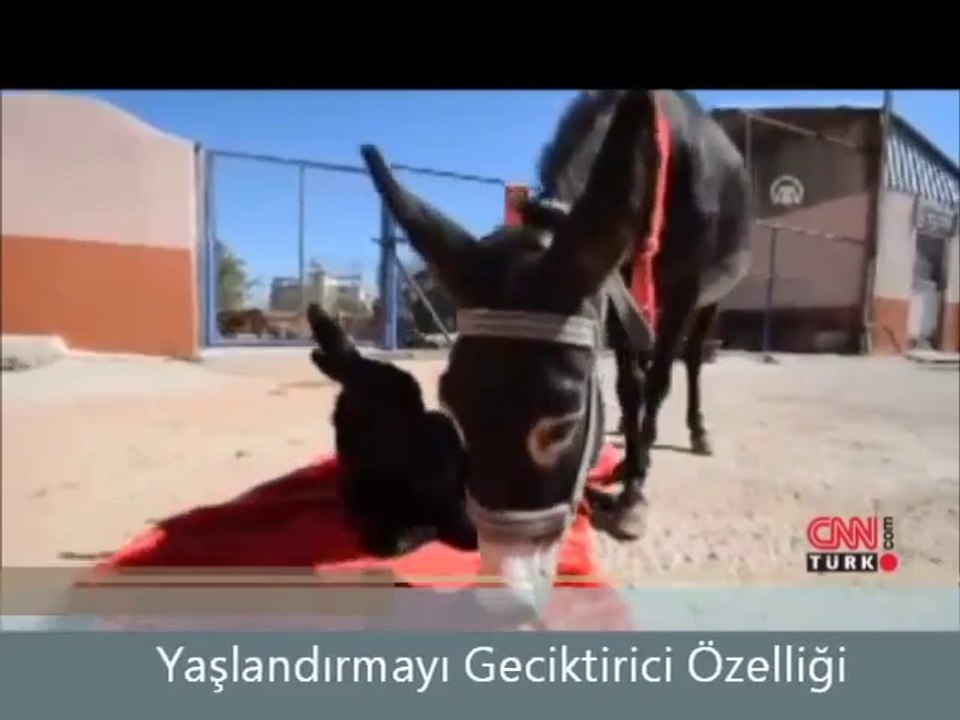 Eşek Sütü Hangi Hastalıklara iyi gelir CNN