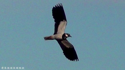 Peewit vs. Egyptian Goose