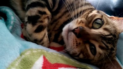 Having a Conversation with Rocket