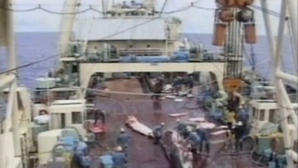 Japan banned from Antarctic whaling