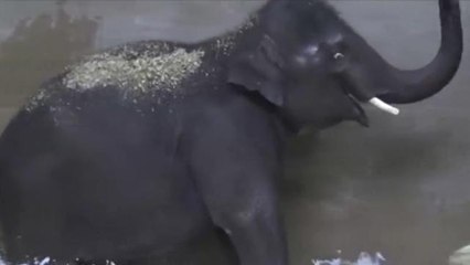 Elephant Plays Water Polo for 5th Birthday in Adorable Video