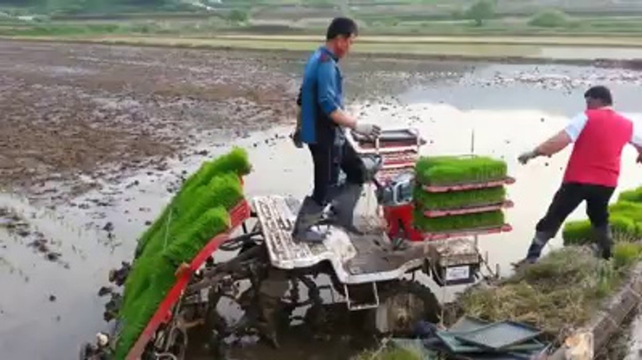 Planting rice in Korea is so Awesome