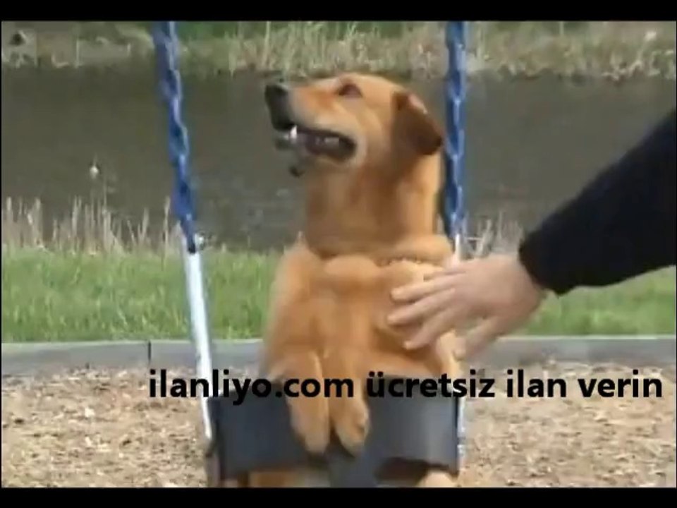 Salıncakta sallanan köpek :)