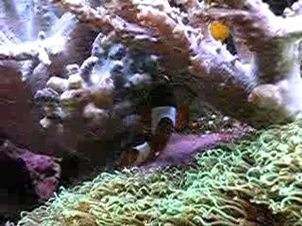 Clown