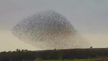 Massive Flocks of Birds starlings fly over Israel - www.copypasteads.com