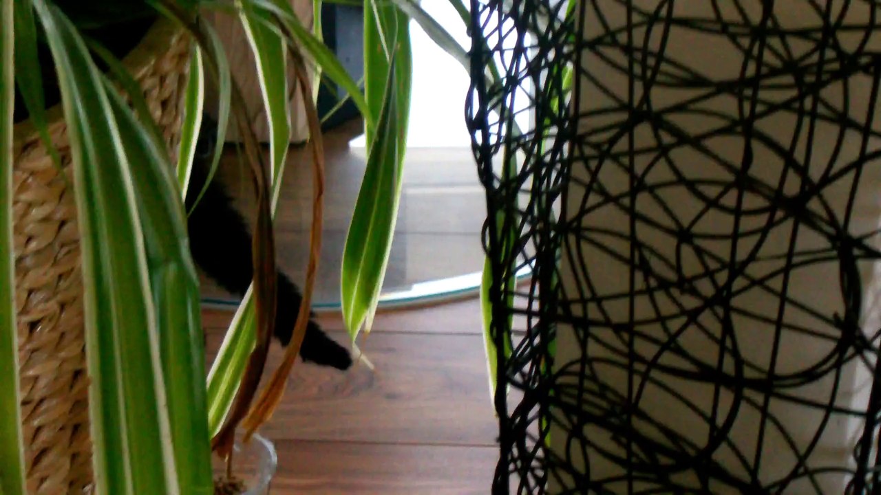 Zusammenführung Curry und Mocca 4 08032014