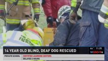 Rescuers Pull Deaf and Blind Dog Out of Sinkhole