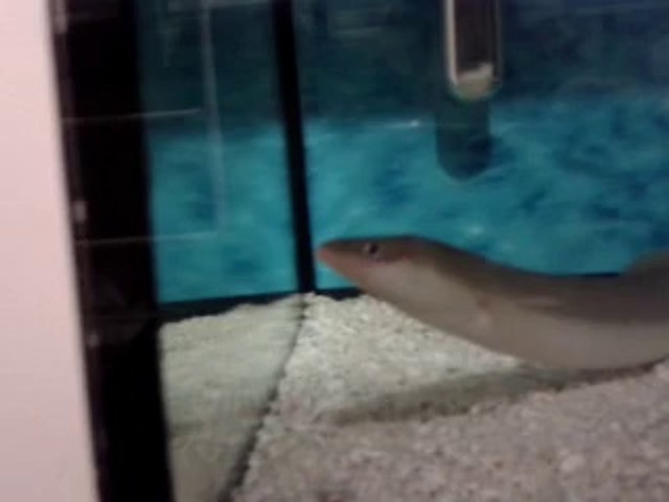 ciklet ve yılan balıgı