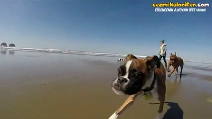 İki Bacaklı Köpeğin İlk Defa Sahille Buluşması