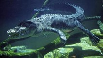 101 East - Killer crocs