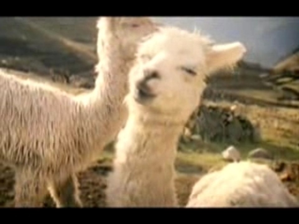 Alpaca
