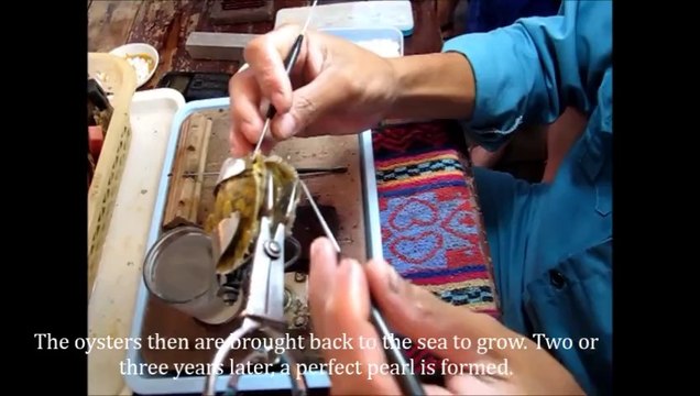 [Emeraude Classic Cruises] - A visit to Halong Pearl Farm