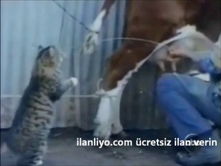 Kaynağından Süt İçen Kedi!