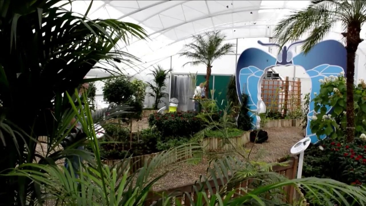 Exhibición de mariposas en Londres