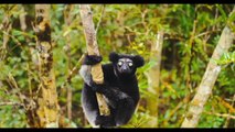 Island of Lemurs  Madagascar TV SPOT 1 (2014) - Nature Documentary HDIsland of Lemurs  Madagascar TV SPOT 1 (2014) - Nature Documentary HD