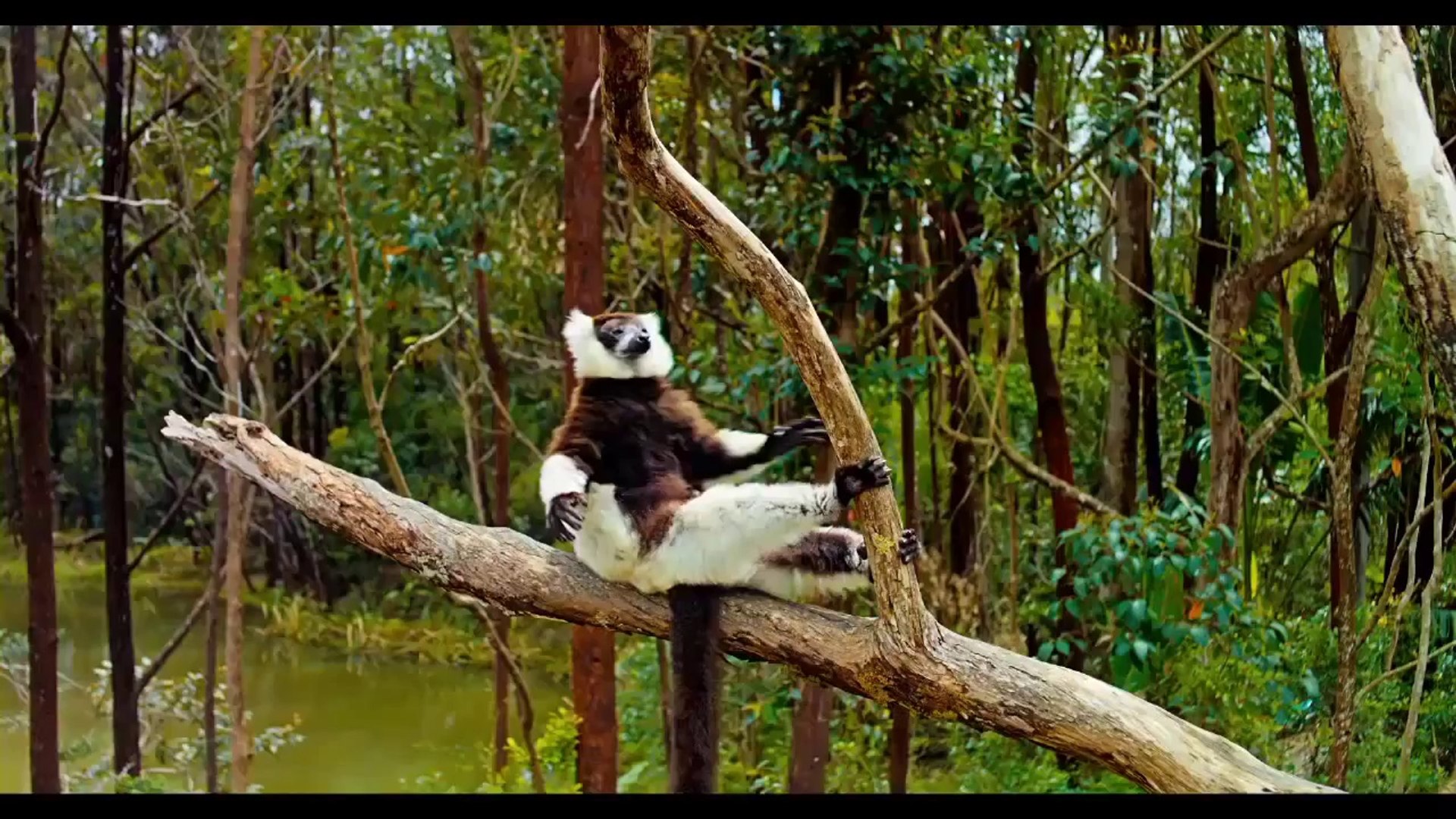 ⁣Island of Lemurs  Madagascar TV SPOT 2 (2014) - Nature Documentary HD