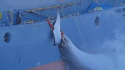 Mixed reaction to Japan whaling ban