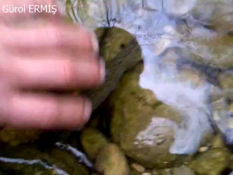 Gökkuşağı Alabalık Avı Gürol ERMİŞ