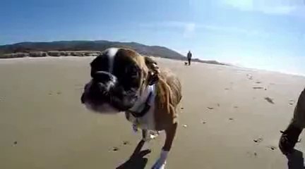 Un chien à deux pattes sur la plage